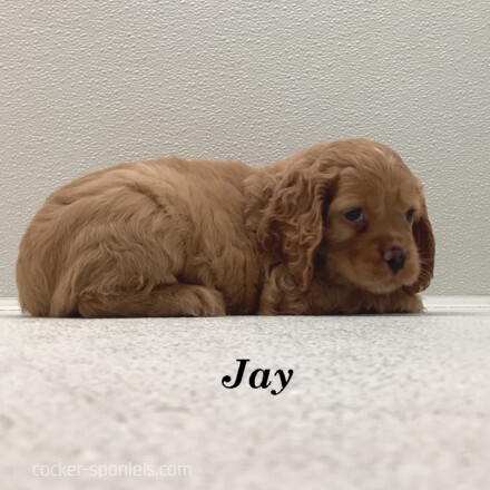 puppy, for, sale, Cocker Spaniel, Joe & Cherri  Overlease, dog, breeder, Miller, MO, dog-breeder, puppy-for-sale, forsale, nearby, find, puppyfind, locator, puppylocator, aca